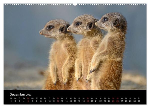 Produktbild: Lustige Erdm&auml;nnchen (hochwertiger Premium Wandkalender 2027 DIN A2 quer), Kunstdruck in Hochglanz