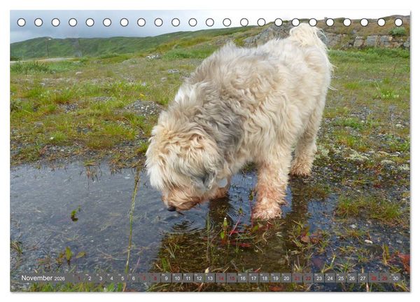 Produktbild: Tibet-Terrier - Eine Hunderasse mit Charakter (Tischkalender 2026 DIN A5 quer), CALVENDO Monatskalender