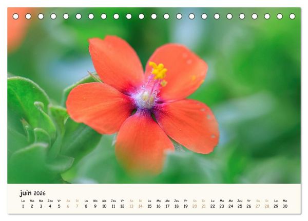 Produktbild: Au c&oelig;ur des fleurs (Calendrier de bureau 2026 DIN A5 vertical), CALVENDO calendrier mensuel