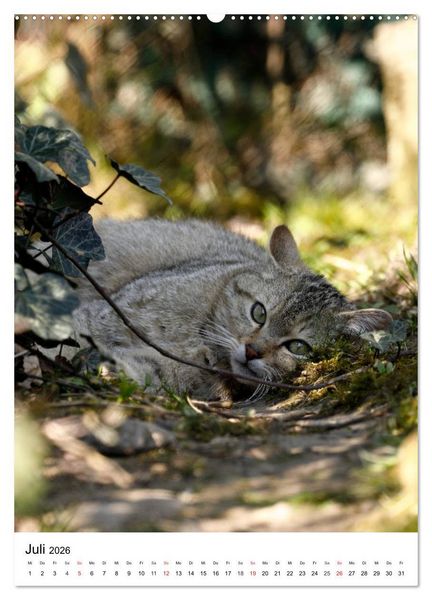 Produktbild: Kleine Tiger im Wald (hochwertiger Premium Wandkalender 2026 DIN A2 hoch), Kunstdruck in Hochglanz