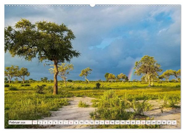 Produktbild: Afrikas wilde Katzen (hochwertiger Premium Wandkalender 2026 DIN A2 quer), Kunstdruck in Hochglanz