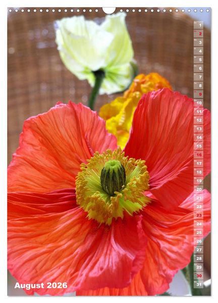Produktbild: Mohn - Ein Bl&uuml;tentraum (Wandkalender 2026 DIN A3 hoch), CALVENDO Monatskalender