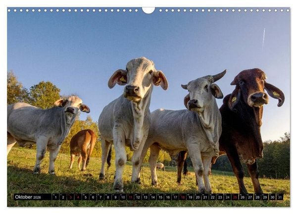 Produktbild: Kuh und Co. (Wandkalender 2026 DIN A3 quer), CALVENDO Monatskalender