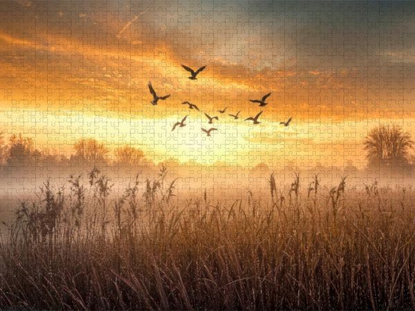 Produktbild: CALVENDO Puzzle G&auml;nse ziehen im Morgenlicht &uuml;ber nebelverhangene Wiesen - ein fliegender Neubeginn | 1000 Teile Lege-Gr&ouml;&szlig;e 64x48cm Foto-Puzzle f&uuml;r gl&uuml;
