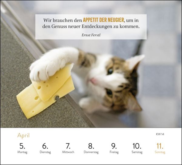 Produktbild: Wochenkalender 2027: Kluge Katzen