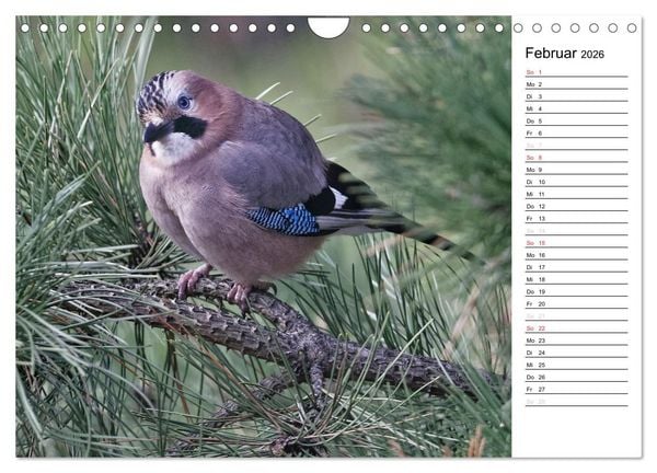 Produktbild: Unsere heimischen Gartenv&ouml;gel (Wandkalender 2026 DIN A4 quer), CALVENDO Monatskalender
