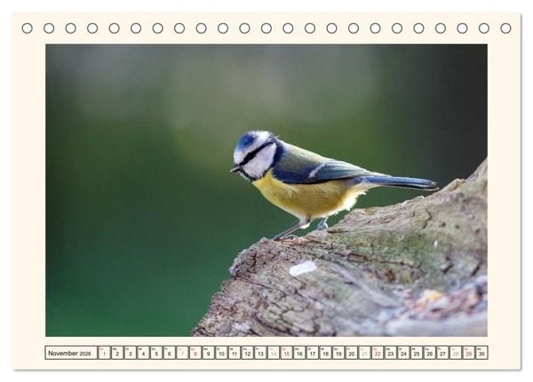 Produktbild: Gefiederte Sch&ouml;nheiten - Die Blaumeise (Tischkalender 2026 DIN A5 quer), CALVENDO Monatskalender