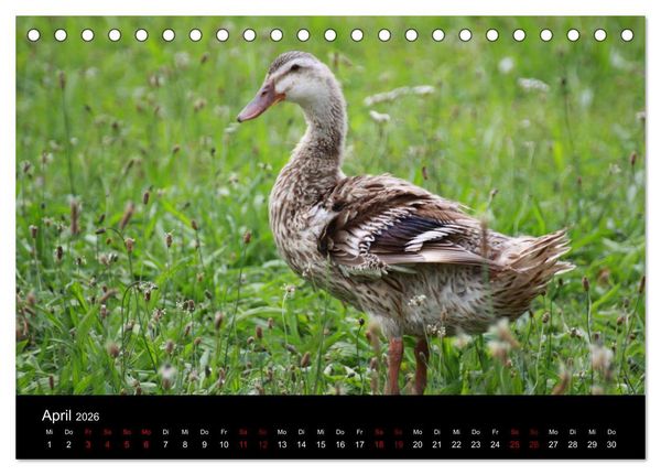 Produktbild: Eulhof (Tischkalender 2026 DIN A5 quer), CALVENDO Monatskalender