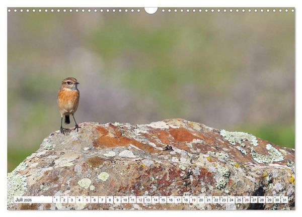 Produktbild: V&ouml;gel in der Extremadura (Wandkalender 2026 DIN A3 quer), CALVENDO Monatskalender