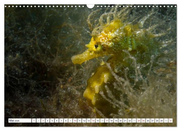 Produktbild: unterwasser makro 2026 (Wandkalender 2026 DIN A3 quer), CALVENDO Monatskalender