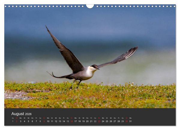 Produktbild: V&ouml;gel im Norden Europas (Wandkalender 2026 DIN A3 quer), CALVENDO Monatskalender