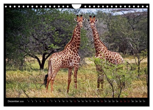Produktbild: S&Uuml;DAFRIKA Augenblicke (Wandkalender 2026 DIN A4 quer), CALVENDO Monatskalender
