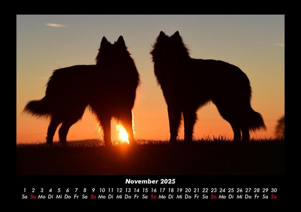Produktbild: Der Hundekalender 2025 Fotokalender DIN A3