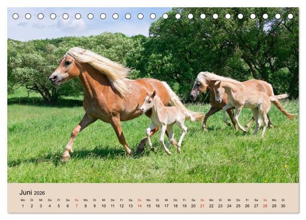 Produktbild: Haflinger Fohlen (Tischkalender 2026 DIN A5 quer), CALVENDO Monatskalender