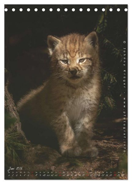 Produktbild: Luchs (Tischkalender 2026 DIN A5 hoch), CALVENDO Monatskalender