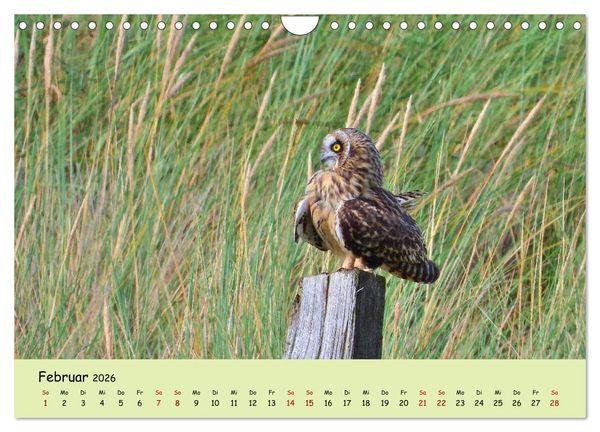 Produktbild: Faszination Zugv&ouml;gel - Rekorde in der Vogelwelt (Wandkalender 2026 DIN A4 quer), CALVENDO Monatskalender
