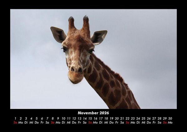 Produktbild: Giraffen 2026 Fotokalender DIN A3