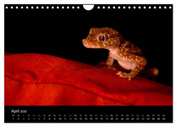 Produktbild: Reptilien (Wandkalender 2026 DIN A4 quer), CALVENDO Monatskalender