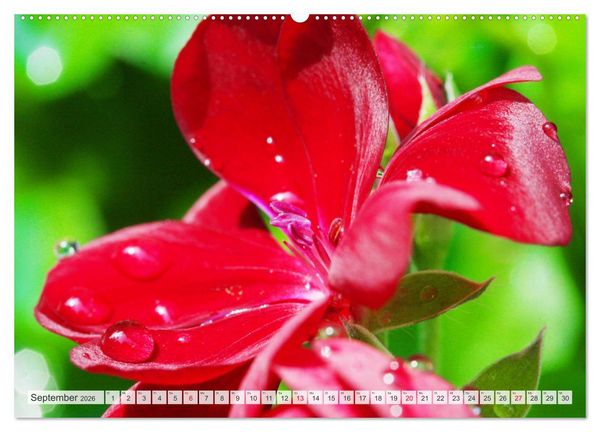 Produktbild: Roter Glanz Bl&uuml;tenpracht (hochwertiger Premium Wandkalender 2026 DIN A2 quer), Kunstdruck in Hochglanz