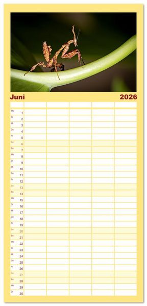 Produktbild: Familienplaner 2026 - Im Bann der Mantis mit 5 Spalten (Wandkalender, 21 x 45 cm) CALVENDO