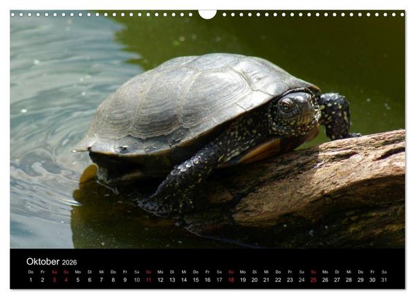 Produktbild: Das Leben der Schildkr&ouml;ten (Wandkalender 2026 DIN A3 quer), CALVENDO Monatskalender