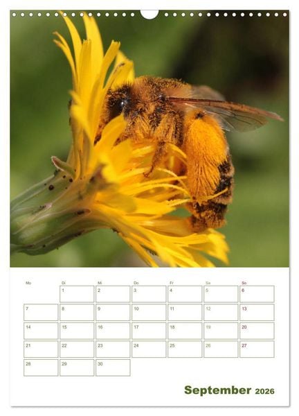Produktbild: Wildbienen-Terminplaner 2026 (Wandkalender 2026 DIN A3 hoch), CALVENDO Monatskalender