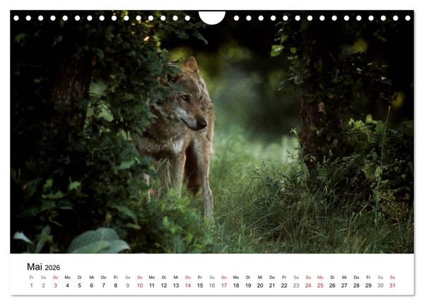 Produktbild: Heimische Tierwelt (Wandkalender 2026 DIN A4 quer), CALVENDO Monatskalender