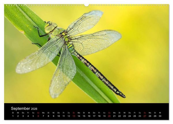 Produktbild: Libellen im Ried (Wandkalender 2026 DIN A2 quer), CALVENDO Monatskalender