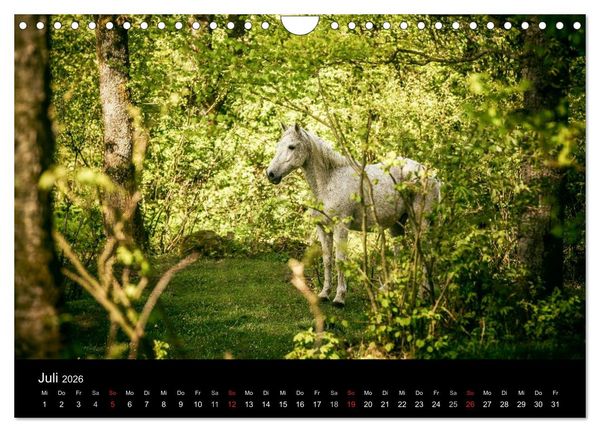 Produktbild: Pferde Tr&auml;ume (Wandkalender 2026 DIN A4 quer), CALVENDO Monatskalender