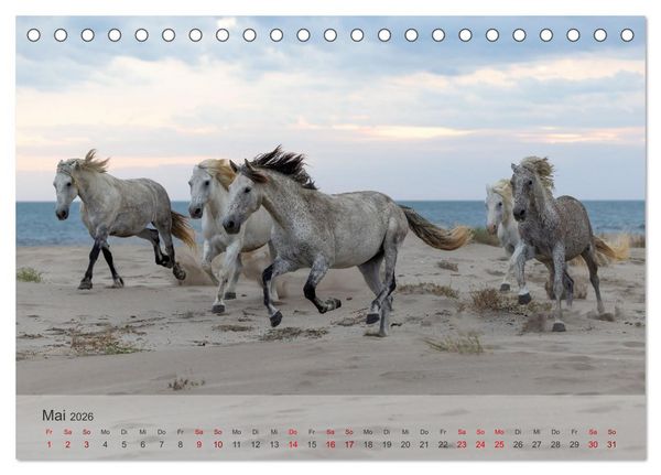 Produktbild: Die wei&szlig;en Pferde der Camargue (Tischkalender 2026 DIN A5 quer), CALVENDO Monatskalender