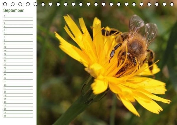Produktbild: Bienen - Emsige Helfer (Tischkalender immerw&auml;hrend DIN A5 quer)