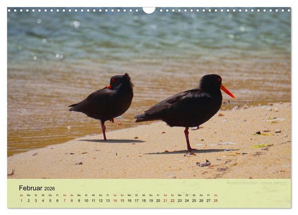 Produktbild: Neuseelands Vogelwelt (Wandkalender 2026 DIN A3 quer), CALVENDO Monatskalender