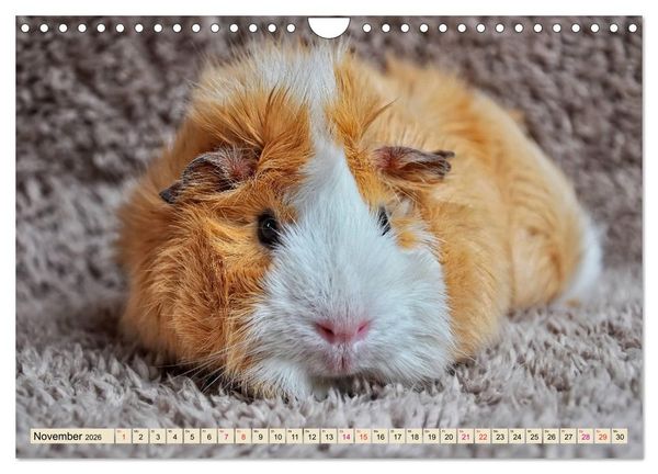 Produktbild: Meerschweinchen - so s&uuml;&szlig; (Wandkalender 2026 DIN A4 quer), CALVENDO Monatskalender