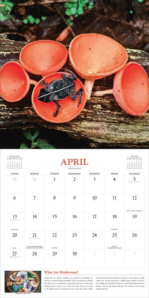 Produktbild: Fantastic Fungi Wall Calendar 2025