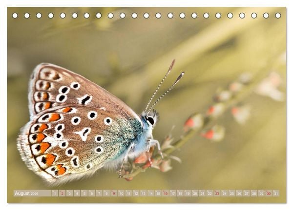 Produktbild: Schmetterlinge im Fokus (Tischkalender 2026 DIN A5 quer), CALVENDO Monatskalender