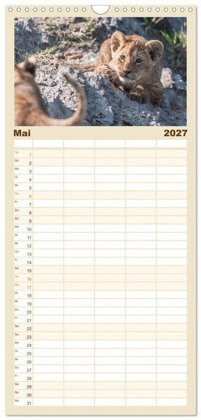 Produktbild: Familienplaner 2027 - L&ouml;wen - Raubkatzen Afrikas mit 5 Spalten (Wandkalender, 21 x 45 cm) CALVENDO