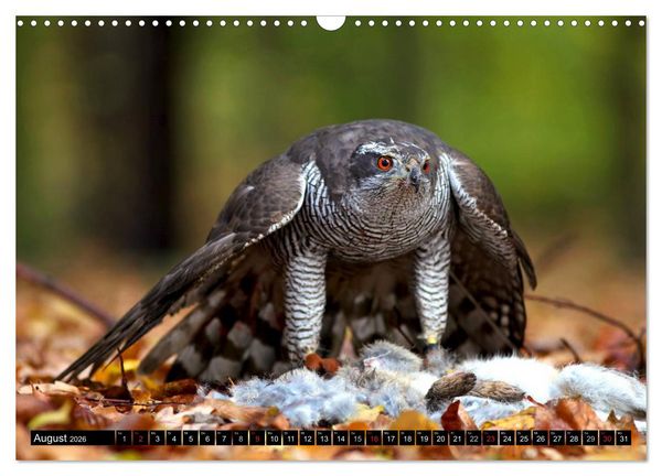 Produktbild: DER HABICHT, Des Falkners Allrounder (Wandkalender 2026 DIN A3 quer), CALVENDO Monatskalender