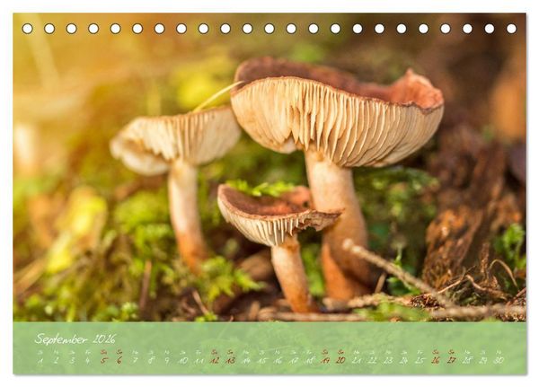 Produktbild: Waldwelten (Tischkalender 2026 DIN A5 quer), CALVENDO Monatskalender