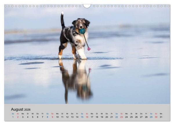 Produktbild: Australian Shepherd Welpen 2026 (Wandkalender 2026 DIN A3 quer), CALVENDO Monatskalender