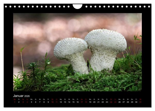 Produktbild: Pilzgalerie - Heimische Pilze aus der Region Rheinland-Pfalz (Wandkalender 2026 DIN A4 quer), CALVENDO Monatskalender