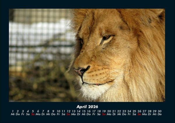 Produktbild: Welt der Tiere 2026 Fotokalender DIN A4