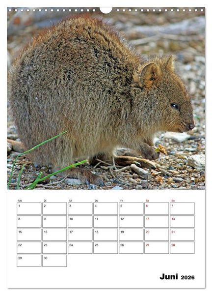 Produktbild: Australiens faszinierende Tierwelt (Wandkalender 2026 DIN A3 hoch), CALVENDO Monatskalender