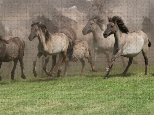 Produktbild: CALVENDO Puzzle Wildpferde beim Einlauf in die Arena | 1000 Teile Lege-Gr&ouml;&szlig;e 64x48cm Foto-Puzzle f&uuml;r gl&uuml;ckliche Stunden