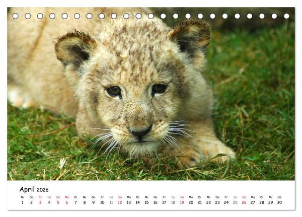 Produktbild: L&ouml;wen Impressionen (Tischkalender 2026 DIN A5 quer), CALVENDO Monatskalender