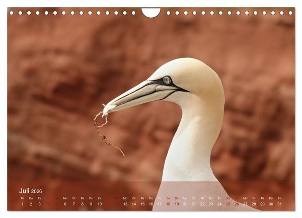 Produktbild: V&ouml;gel an Deutschlands K&uuml;sten (Wandkalender 2026 DIN A4 quer), CALVENDO Monatskalender