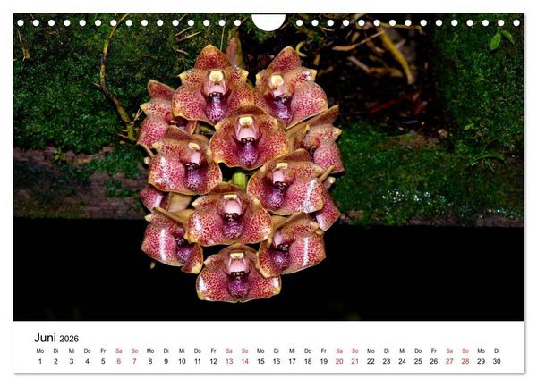 Produktbild: Vielfalt der Orchideen (Wandkalender 2026 DIN A4 quer), CALVENDO Monatskalender