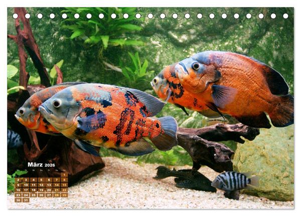 Produktbild: Glanz im Aquarium: S&uuml;&szlig;wasserfische (Tischkalender 2026 DIN A5 quer), CALVENDO Monatskalender