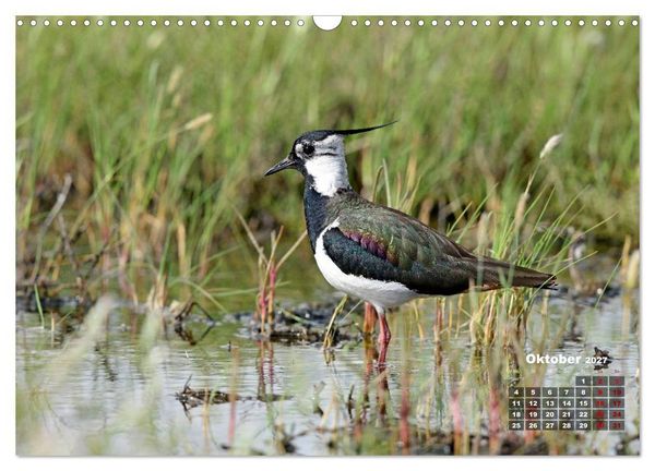 Produktbild: Limikolen - Watv&ouml;gel Europas (Wandkalender 2027 DIN A3 quer), CALVENDO Monatskalender