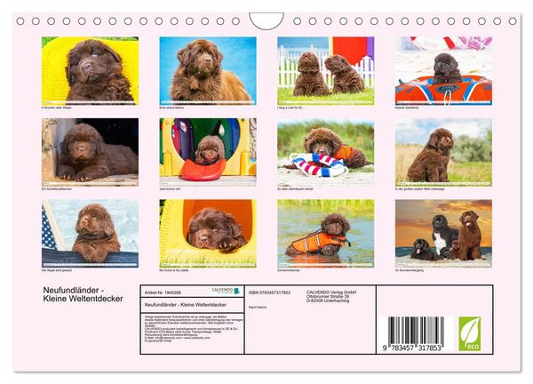 Produktbild: Neufundl&auml;nder - Kleine Weltentdecker (Wandkalender 2026 DIN A4 quer), CALVENDO Monatskalender