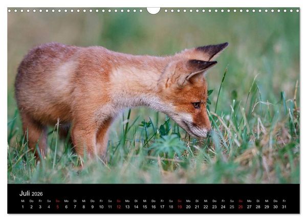 Produktbild: F&uuml;chse in freier Natur (Wandkalender 2026 DIN A3 quer), CALVENDO Monatskalender
